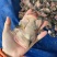 单冻乌鸡胗工厂直发3-5吨发货7500一吨