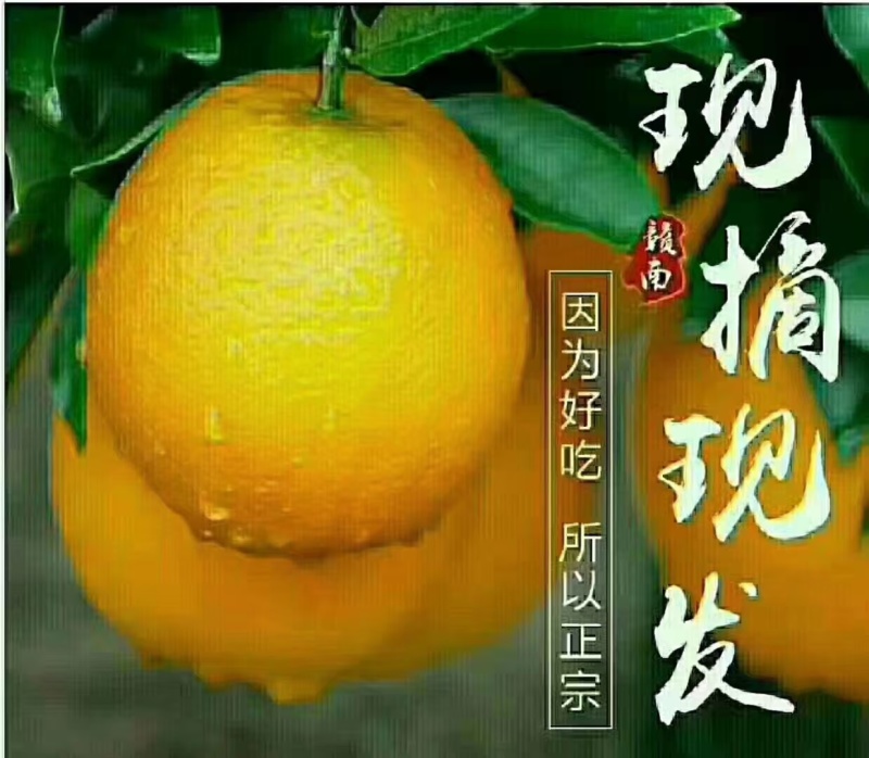 赣南脐橙