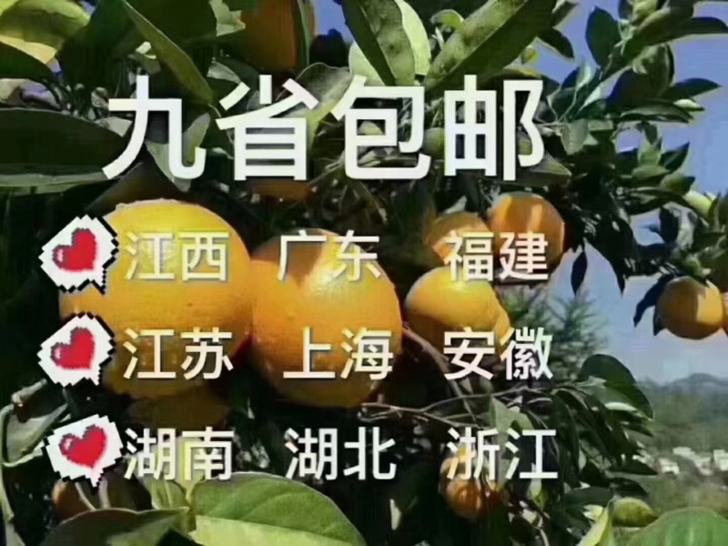 赣南脐橙
