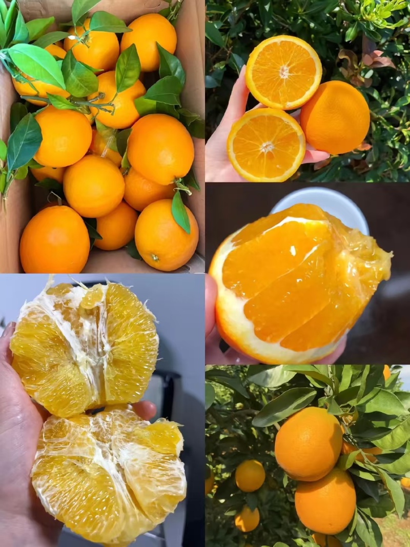 赣南脐橙