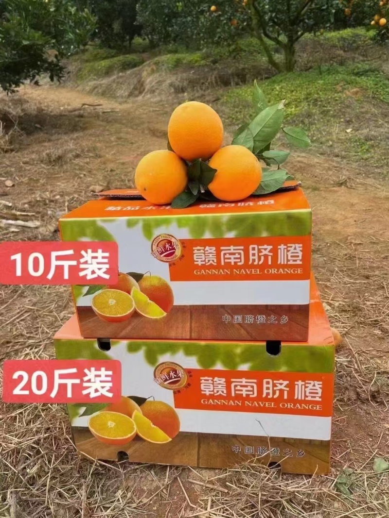 赣南脐橙