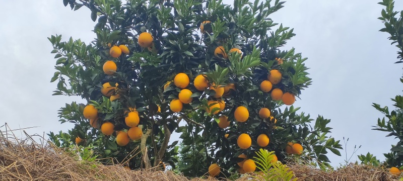 赣南脐橙