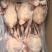 二级三黄鸡6-9只现货700件统出79一件