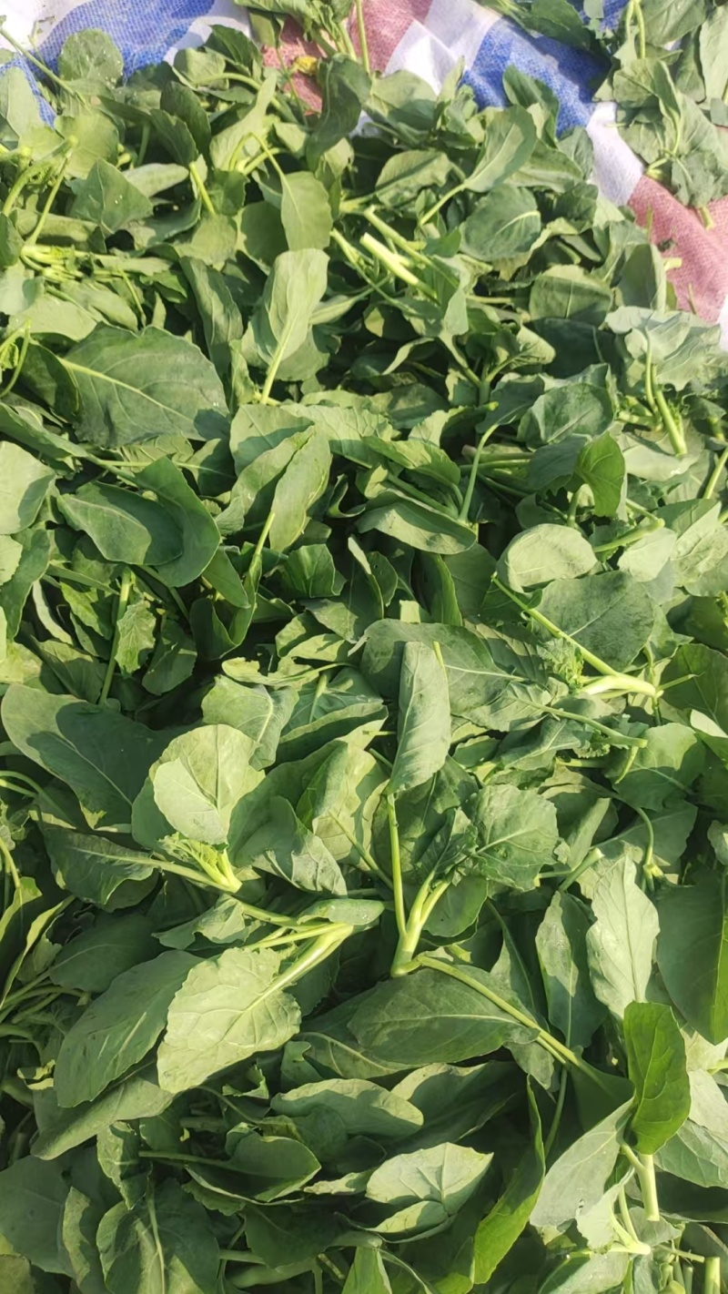 芥兰苗，可发鲜菜，可速冻，鲜菜低至一块五一斤