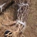 金艳猕猴桃树苗包技术包活保品种，死苗包赔现挖现发基地直发