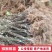 金艳猕猴桃树苗包技术包活保品种，死苗包赔现挖现发基地直发