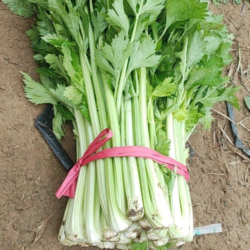 法国皇后芹菜中细棵芹菜