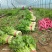 法国皇后芹菜中细棵芹菜