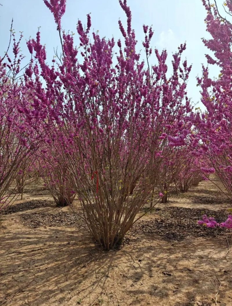 苗圃大量出售地径5-8公分丛生紫荆
