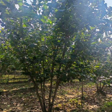 苗圃大量出售地径5-8公分丛生紫荆