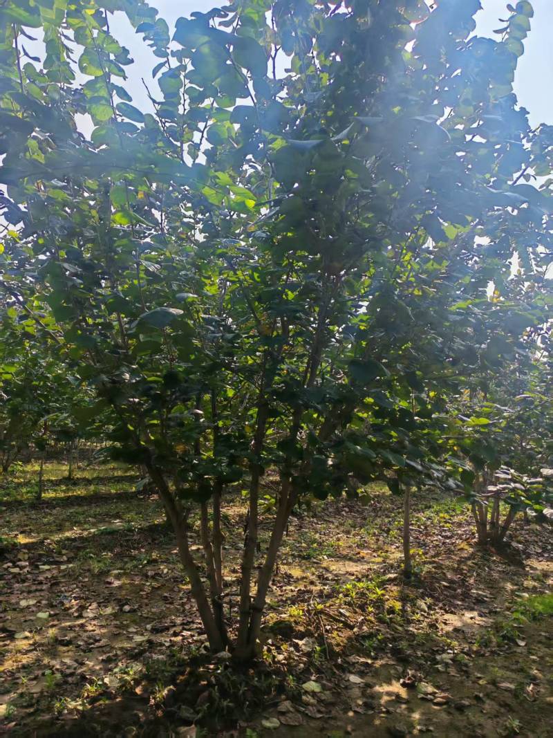 苗圃大量出售地径5-8公分丛生紫荆