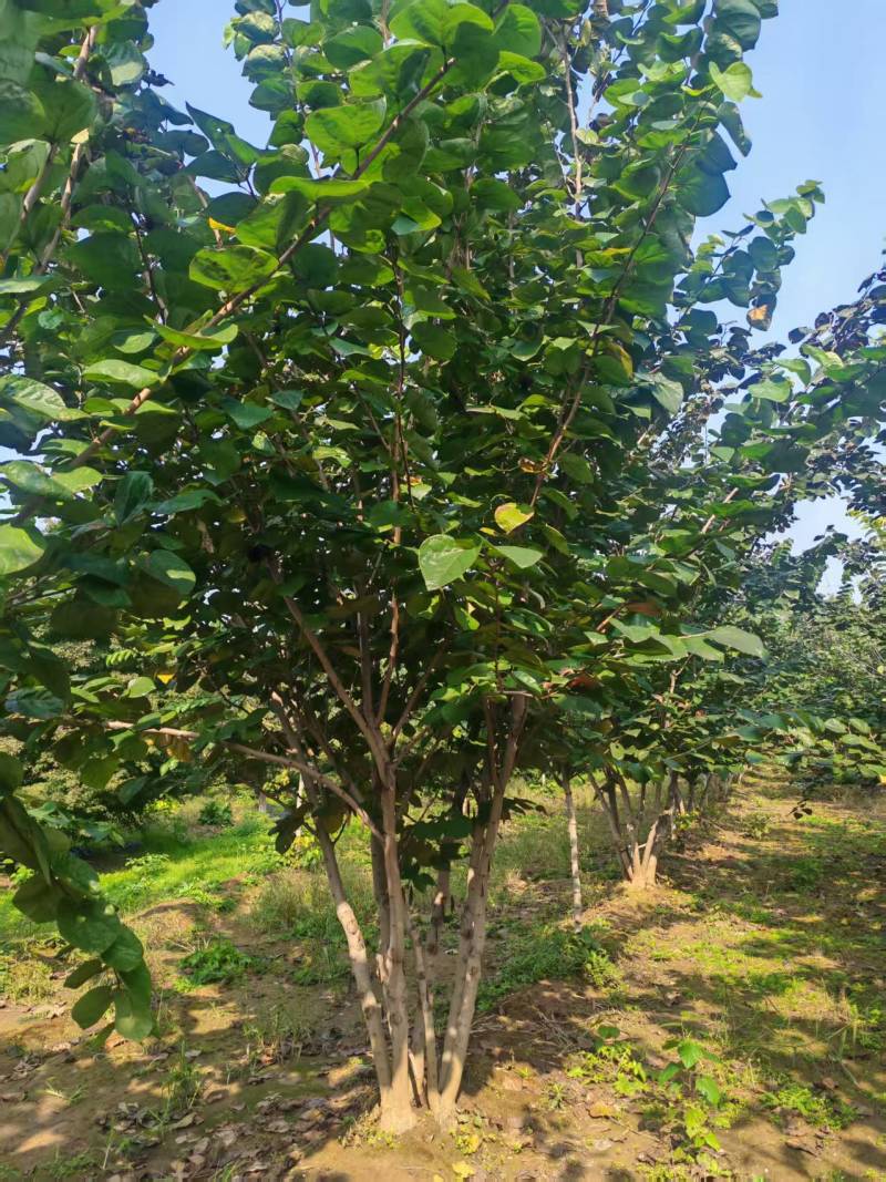 苗圃大量出售地径5-8公分丛生紫荆