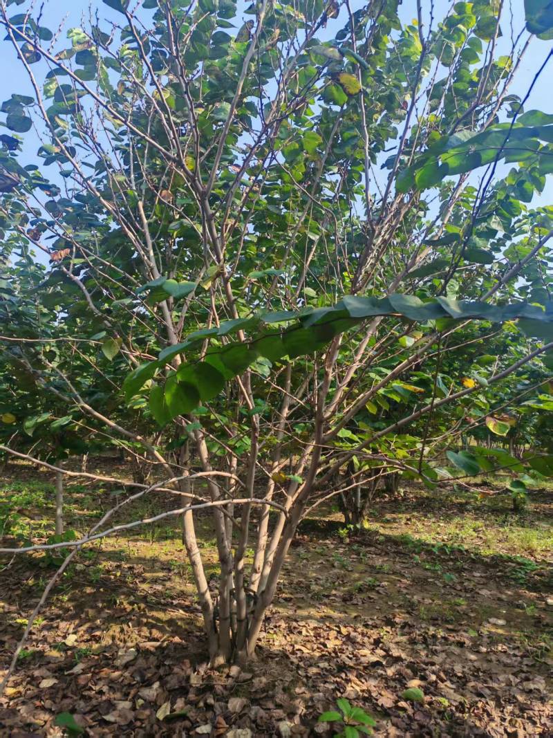 苗圃大量出售地径5-8公分丛生紫荆