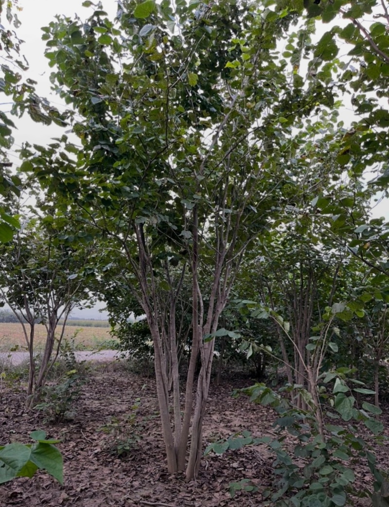 苗圃大量出售地径5-8公分丛生紫荆