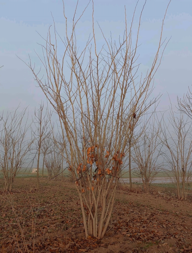 苗圃大量出售地径5-8公分丛生紫荆