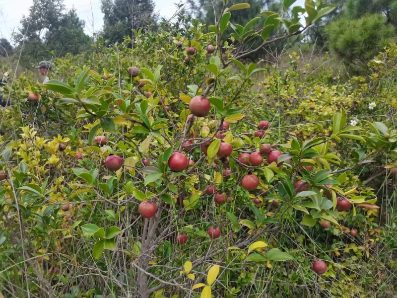 野生茶籽油