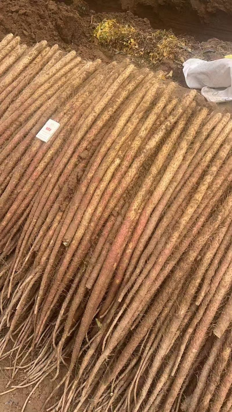 正宗河北铁棍山药。条形好有长度。欢迎各位老板来。价钱美丽