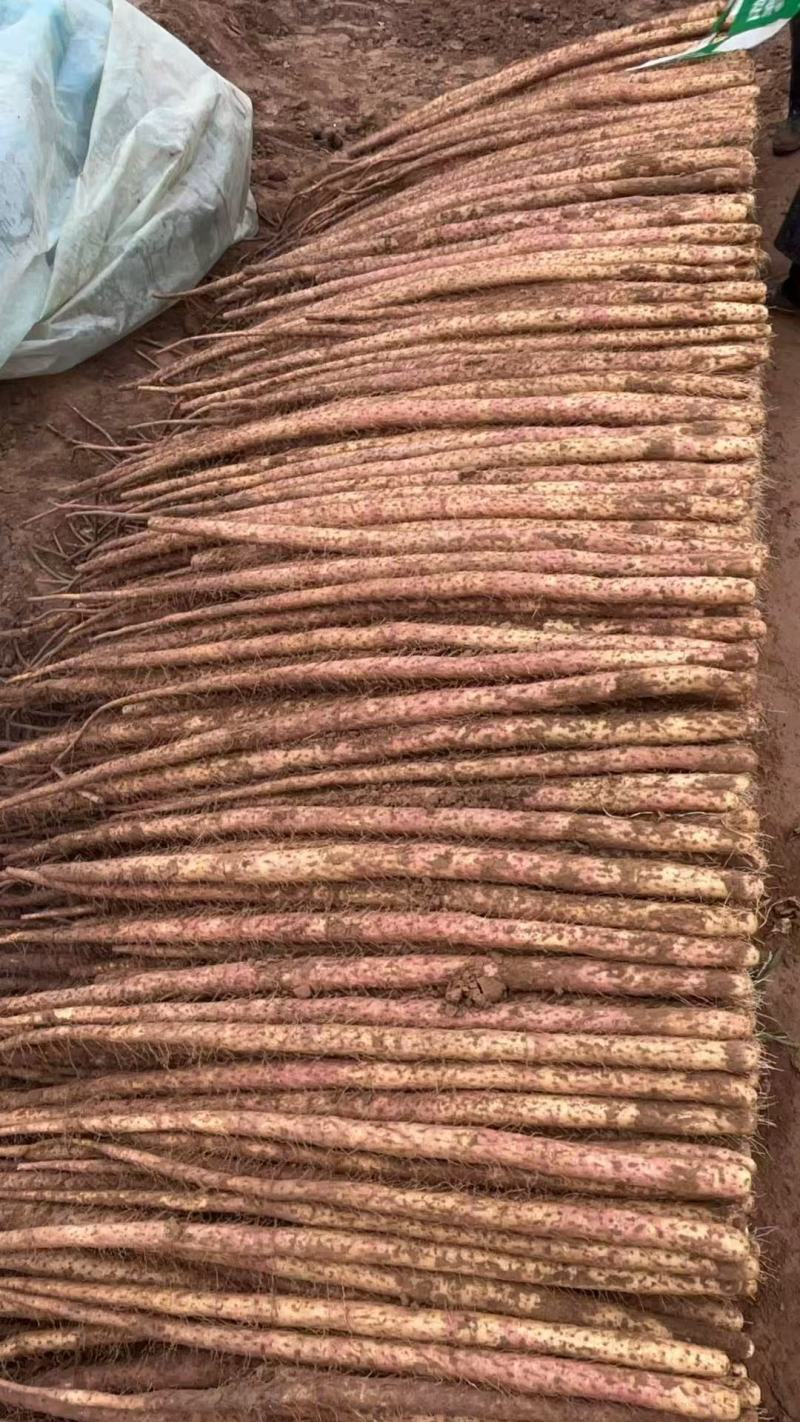 正宗河北铁棍山药。条形好有长度。欢迎各位老板来。价钱美丽