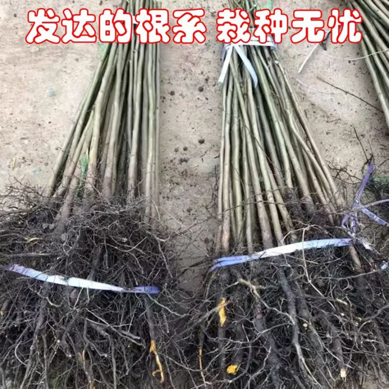 实生柿子树苗，包技术包活保品种，死苗包赔现挖现发基地直发