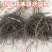 实生柿子树苗,包技术包活保品种,死苗包赔现挖现发基地直发