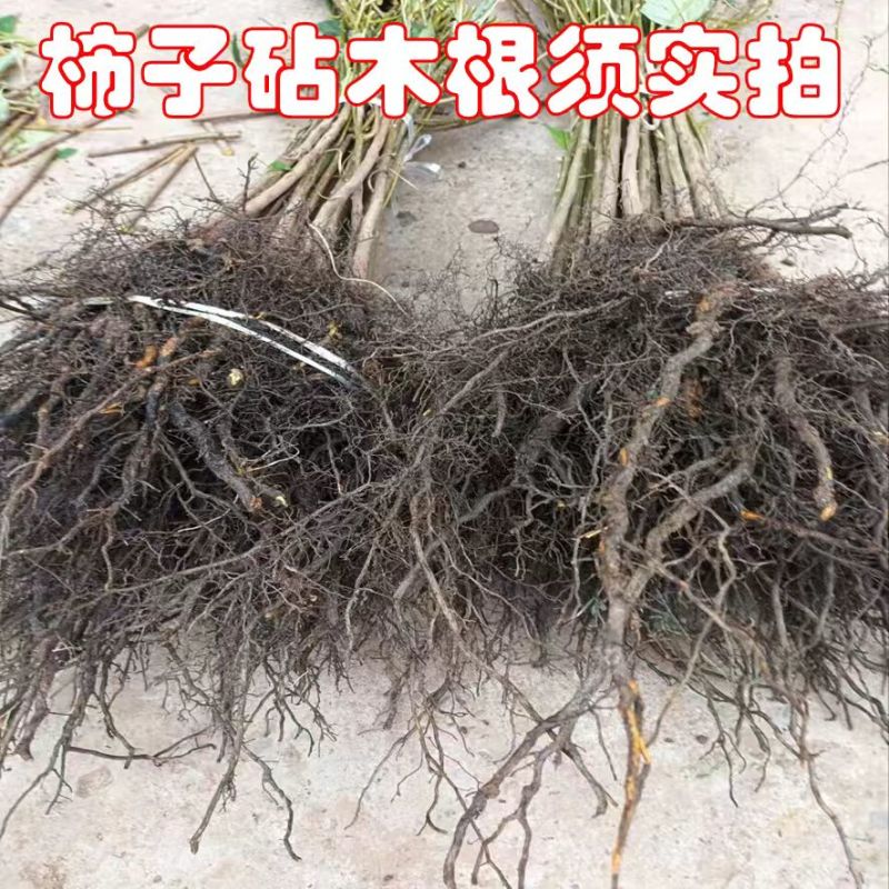 实生柿子树苗，包技术包活保品种，死苗包赔现挖现发基地直发