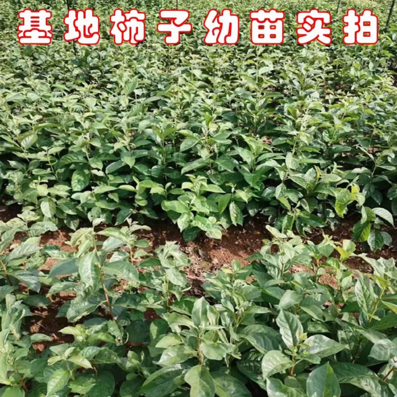 实生柿子树苗，包技术包活保品种，死苗包赔现挖现发基地直发