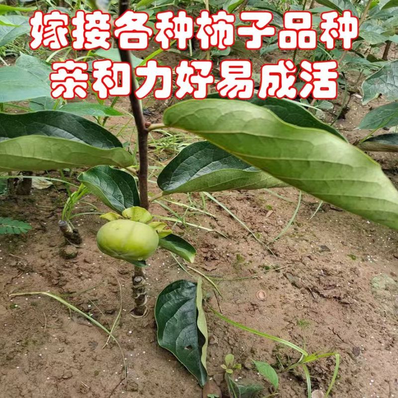实生柿子树苗，包技术包活保品种，死苗包赔现挖现发基地直发