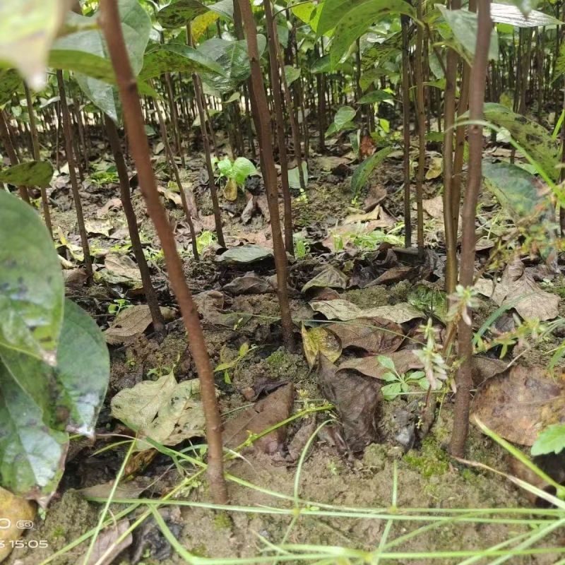 实生柿子树苗，包技术包活保品种，死苗包赔现挖现发基地直发