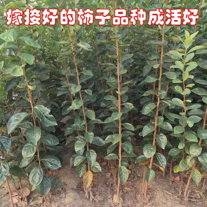 实生柿子树苗，包技术包活保品种，死苗包赔现挖现发基地直发