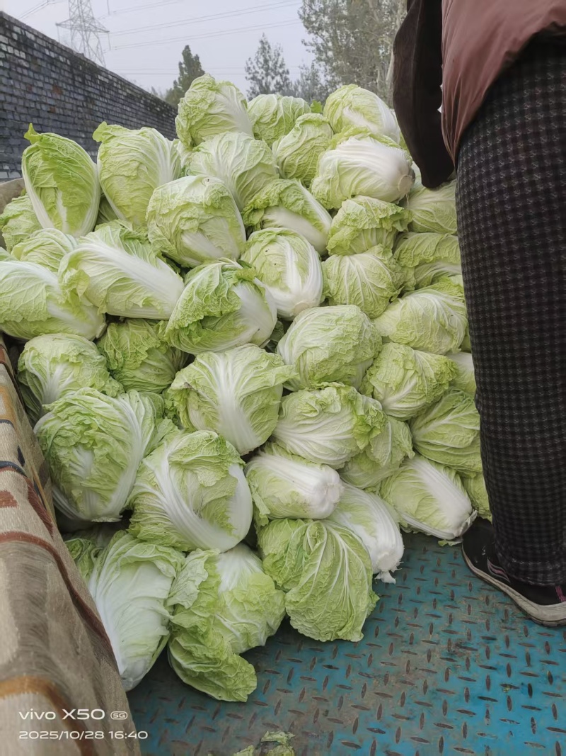 河北石家庄正定县大白菜开卖，北京三号，小包头圆白好吃好卖
