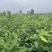 麻栎：奉新县邹家苗圃基地欢迎老板来电洽谈