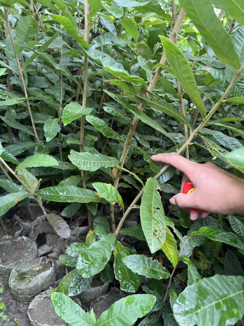 麻栎：奉新县邹家苗圃基地欢迎老板来电洽谈