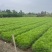 湿地松芽苗：邹家苗圃基地大量供应芽苗质量保证长期稳定