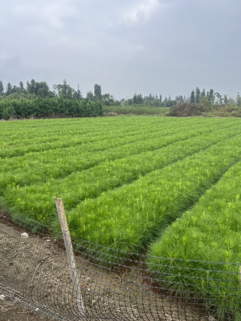 湿地松芽苗：邹家苗圃基地大量供应芽苗质量保证长期稳定