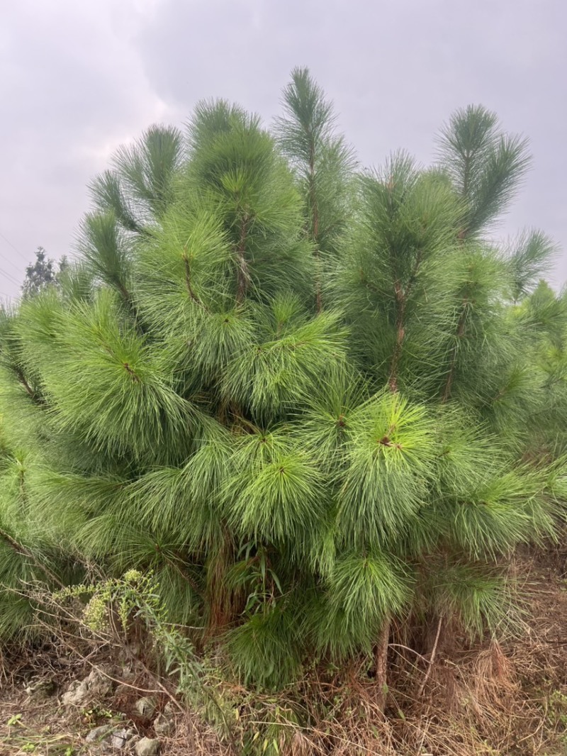 湿地松芽苗：邹家苗圃基地大量供应芽苗质量保证长期稳定