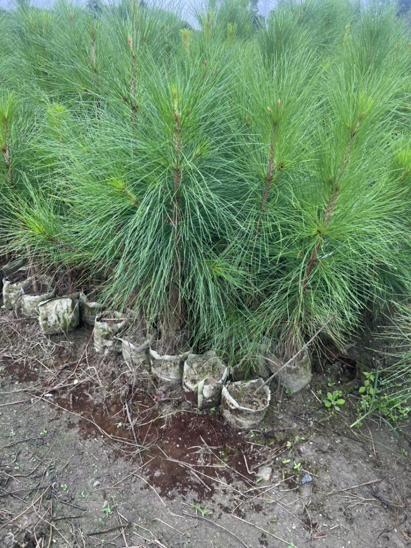 湿地松芽苗：邹家苗圃基地大量供应芽苗质量保证长期稳定