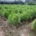 湿地松芽苗：邹家苗圃基地大量供应芽苗质量保证长期稳定