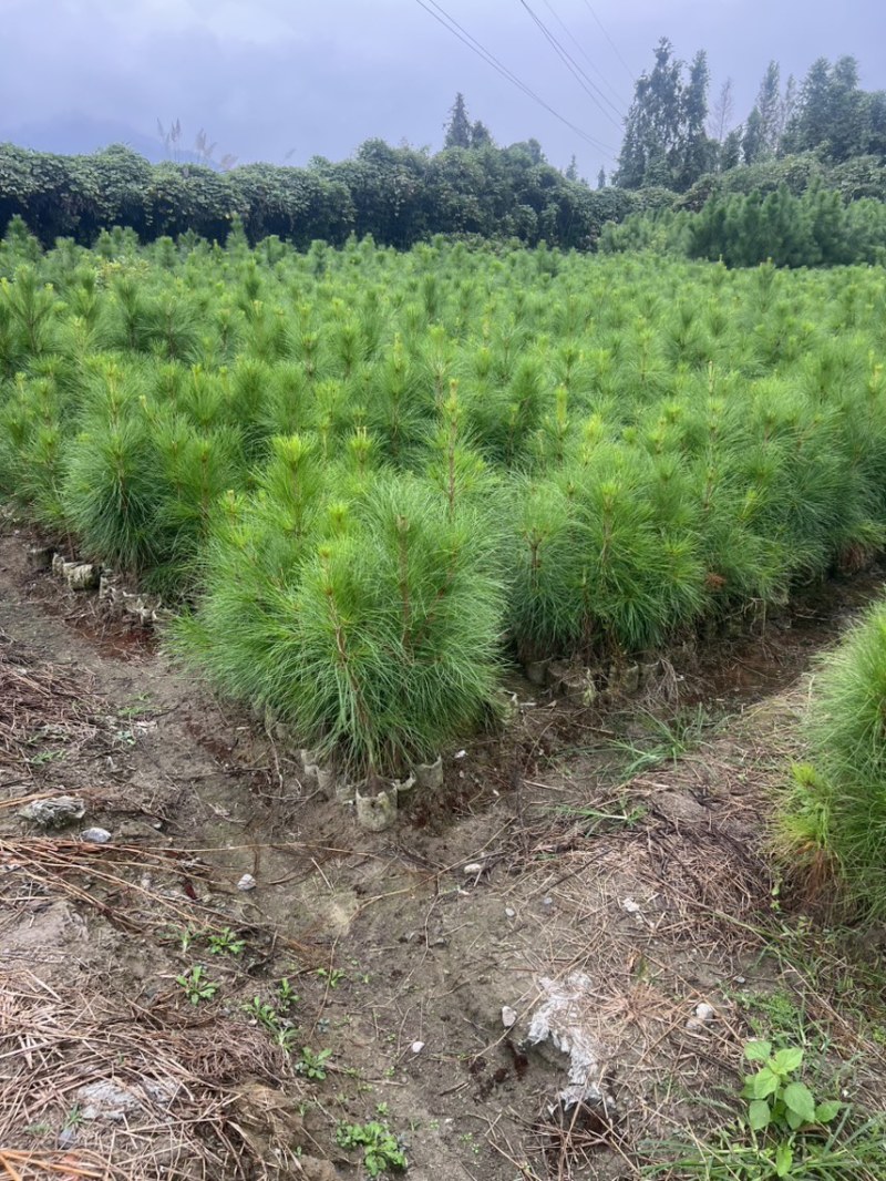 湿地松芽苗：邹家苗圃基地大量供应芽苗质量保证长期稳定