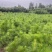 湿地松芽苗：邹家苗圃基地大量供应芽苗质量保证长期稳定
