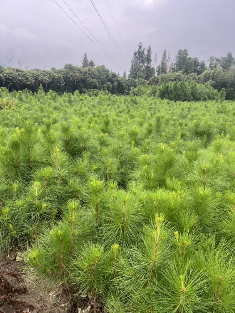 湿地松芽苗：邹家苗圃基地大量供应芽苗质量保证长期稳定