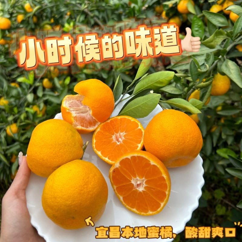 特早柑橘，产地一手货源对接电商，出口外贸产地直销