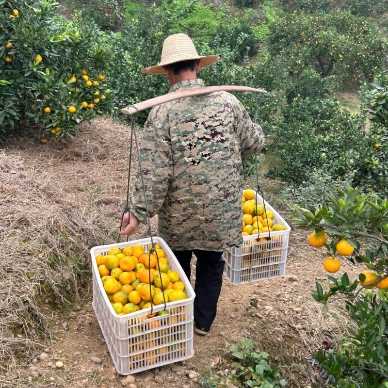 特早柑橘，产地一手货源对接电商，出口外贸产地直销