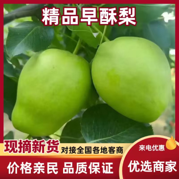景泰县精品早酥梨，大量新鲜现货速发，保质保量欢迎选购