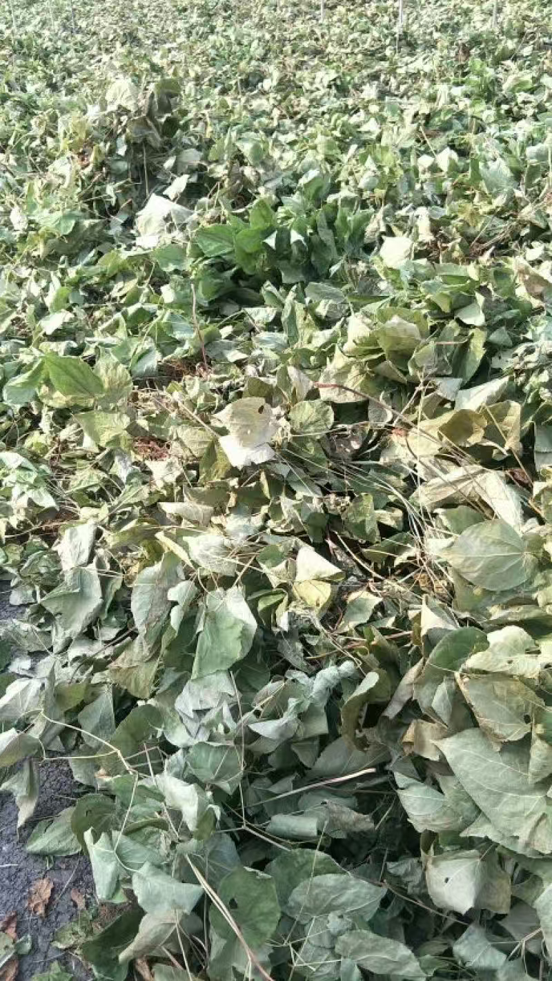 淫羊藿中药材黄石产地发货