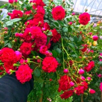 藤本月季爬藤月季常做花墙花架，走廊，拱门大小规格都有