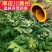 黄柏苗川黄柏树苗,基地包技术包活保品种,死苗包赔现挖现发
