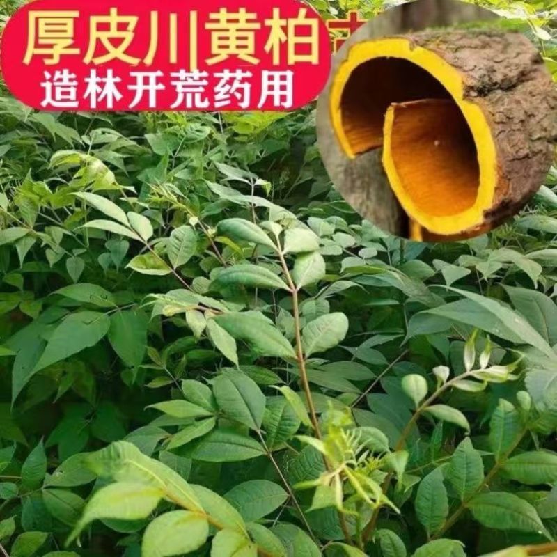 黄柏苗川黄柏树苗，基地包技术包活保品种，死苗包赔现挖现发