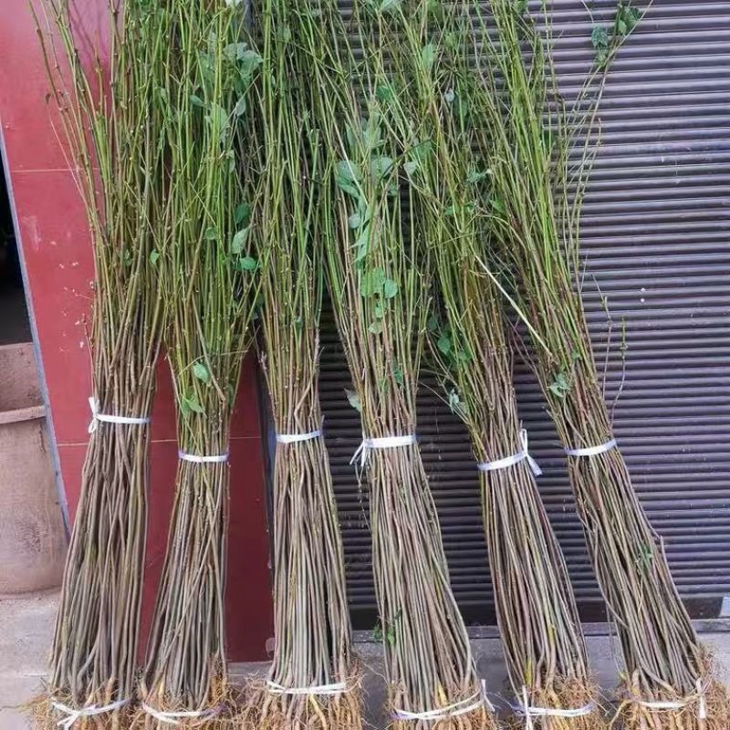 黄柏苗川黄柏树苗，基地包技术包活保品种，死苗包赔现挖现发