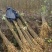 黄柏苗川黄柏树苗,基地包技术包活保品种,死苗包赔现挖现发