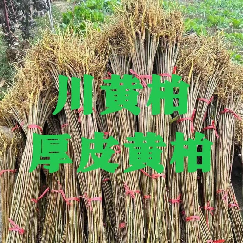 黄柏苗川黄柏树苗，基地包技术包活保品种，死苗包赔现挖现发